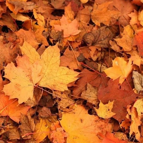 Autumn Leaves