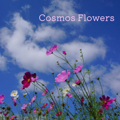 Cosmos flowers