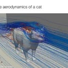 Aerodynamics Of A Cat
