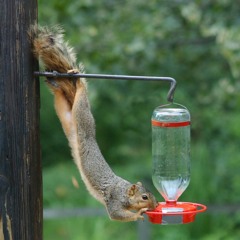 190 - Winter Garden Prep & Holiday Plants
