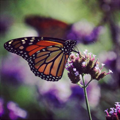 Killing Butterflies — Daycore