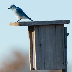 Panhandle Afield: Bluebirds