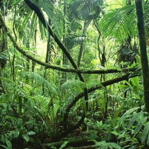 Stream Jungle Mix by Sonny | Listen online for free on SoundCloud