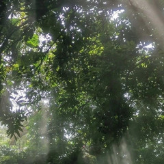 Alisha - Мимо улиц