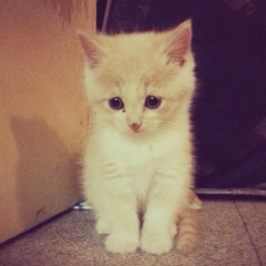 всем котятам нужен дом{{{{/prod.owleeng