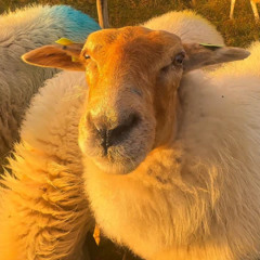 It's a Miracle - Gert Holle - 1993 - 2025