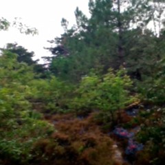 Liveset #3: Forest Walk - Ambient