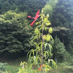 Kikkomann - Swing Eazy, Black Rhino Radio April.23  Abril Moody Eazy Mix