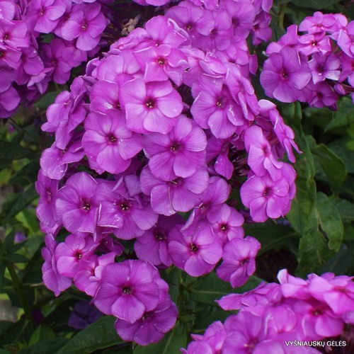 Stream Pop Smoke Mr Jones (Chill Version) by underchosen Listen