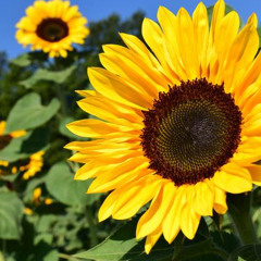 (Music box Cover) You Are My Sunshine 🌻