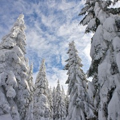 《`☆theyre not real life vampires stalking the night☆`》