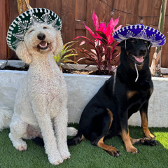 Cinco Day Mayo
