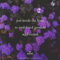 just inside the fence [naviarhaiku605]