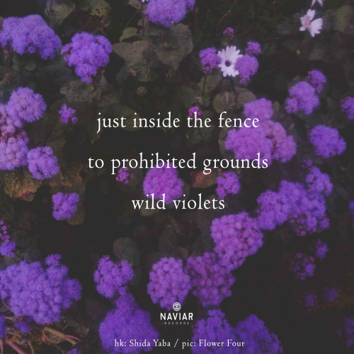 just inside the fence [naviarhaiku605]