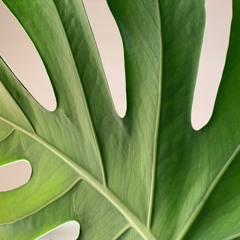 Sunday Morning Monstera