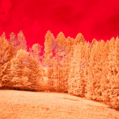 Budd Dwyer   ( prod. sagesotoxic )