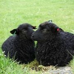 LAMBTHEDUS.MALDEB.MAI.SUHT