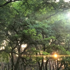 Меня убивает мухоморный трип