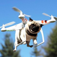 Flying Pug