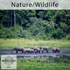 Nature/Wildlife bundle