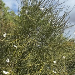 Madjagurra Balabalaa