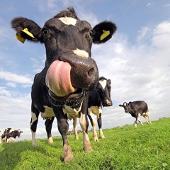 Cowpunk