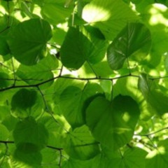 buck'n bass lindenstrasse