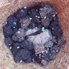 Safe at the presence of my Messiah king 25.10.2025 Voice Memo.m4a