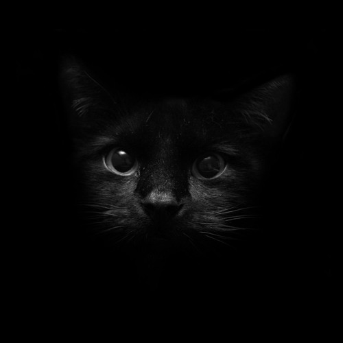 HAUNTED (last release ever)