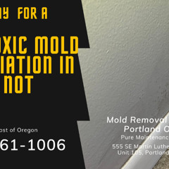 Mold Removal Bridgeton Portland Oregon - Pure Maintenance Portland - 503-461-1006