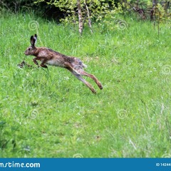 Hoppedaia