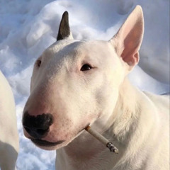 ( _ ‸ _ˡˡˡ)﹊ ̿ ̿’\̵͇̿\