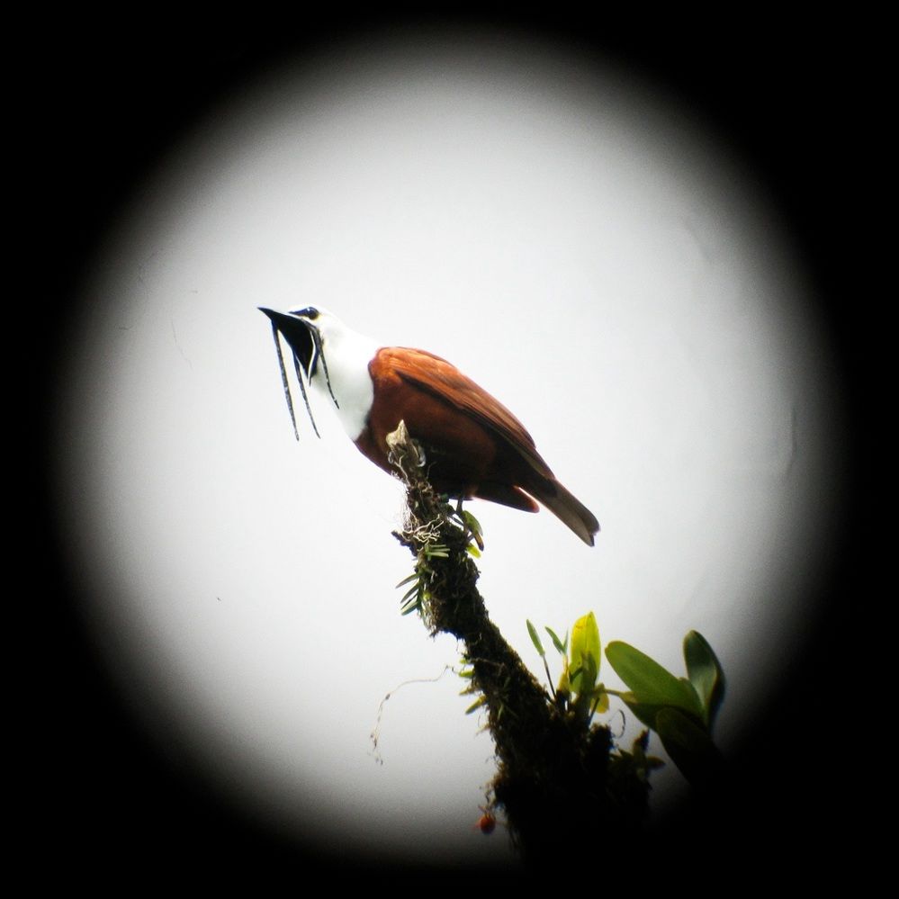 The Three-Wattled Bellbird