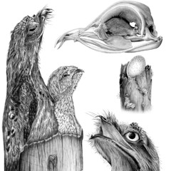 (que faça o solo assentar) prod,jundanxer