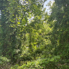 philosopher's madness