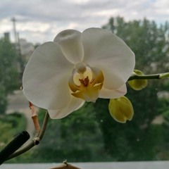 Orchid Sonification