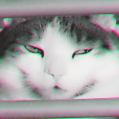 Natze Katze