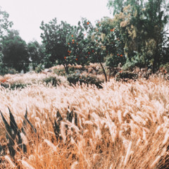 ای صنم - مهدی کارگر