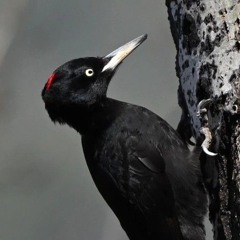 Black Woodpecker drumming incessantly