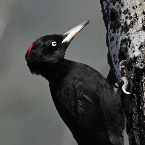 Black Woodpecker drumming incessantly