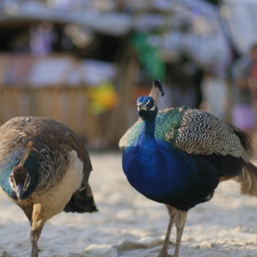 Subtopia (07/23) - Let´s call it experimental