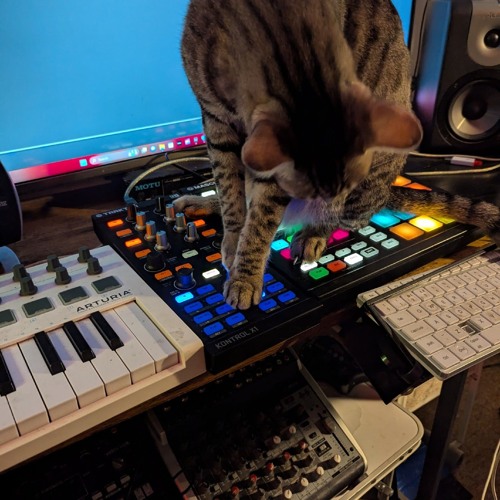 Kazik_Cztery Pokoje_Psylocibe Cubansis and Rocco the Cat edit