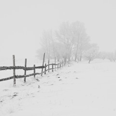 Stroll Through The Snow