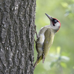 BEMENHORST & NETFLOW - SPECHT [FREE DIRECT DL]