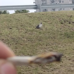 techotripokoso