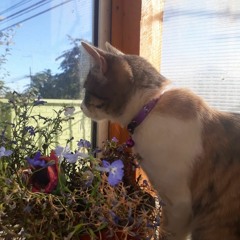 De Vuelta Al Jardín... (Single)