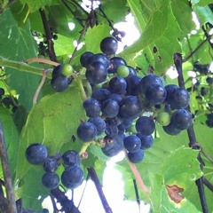 Wild Grapes by Kenneth Slessor