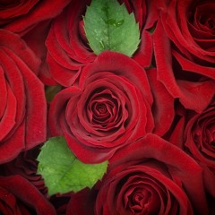 Spanish Rose