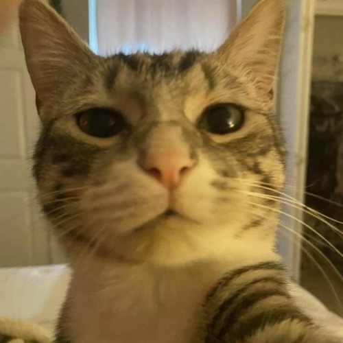 DỪNG LẠI và QUÊN THÔI  KẺ ĐỘC HÀNH OST  TRUNG QUÂN OFFICIAL