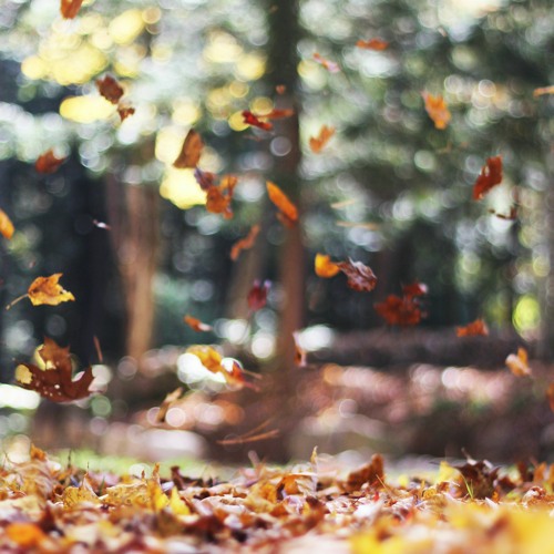 Alan Ruddick - A Trip Down The Rabbit Hole (Autumn 2022 Mix)